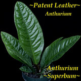 ~SUPERBUM~ Anthurium SPECTACULAR Patent Leather Leaves Live 18-30+" Potted PLANT Orchids