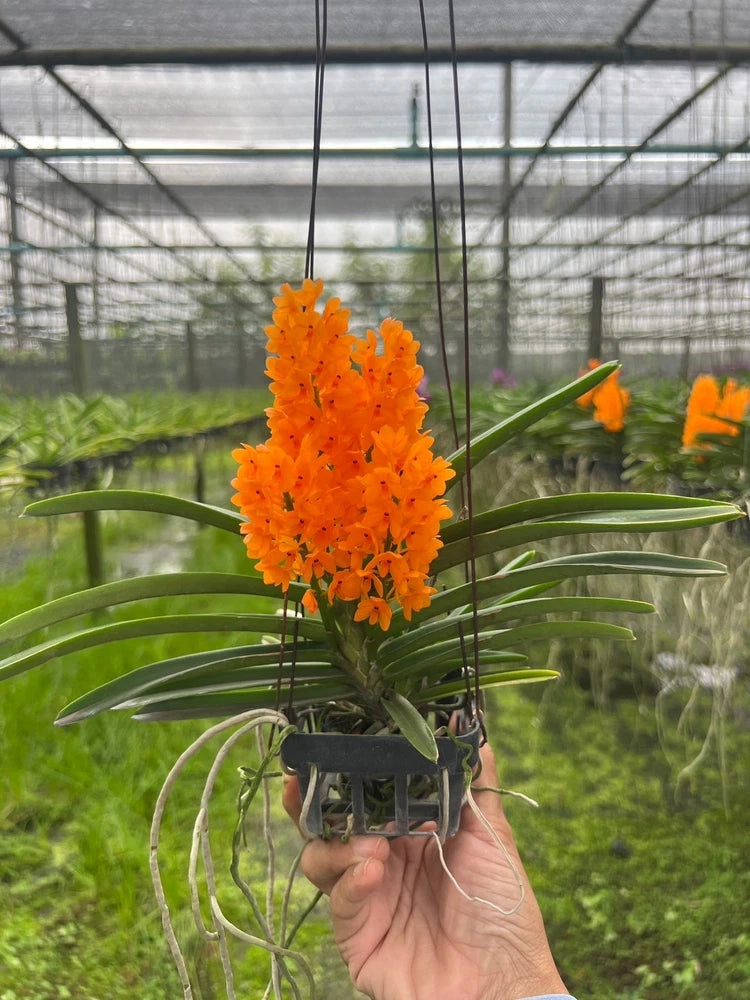 Orange orchid flower cluster with green leaves in black basket