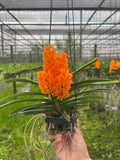 Ascocentrum miniatum Hybrid  Thai Orchid (Rhynchocentrum Ladda Gold) Dried Flower