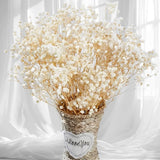 Ivory White Dried Baby's Breath - 17" Gypsophila for Elegant Decor Dried Flower