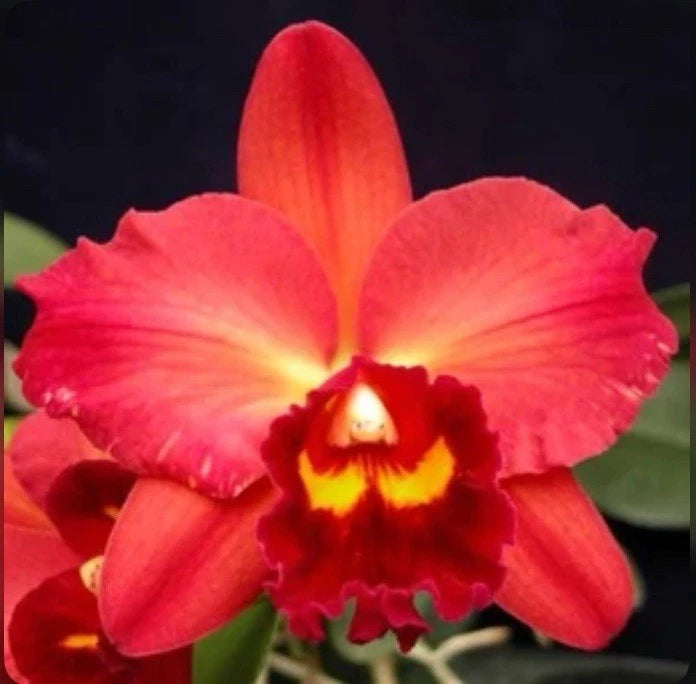 Potinara Chyong Guu Sun X OdomÕs Sweetheart ÔHawaiiÕ Seedling Orchid 2Ó Pot Orchids