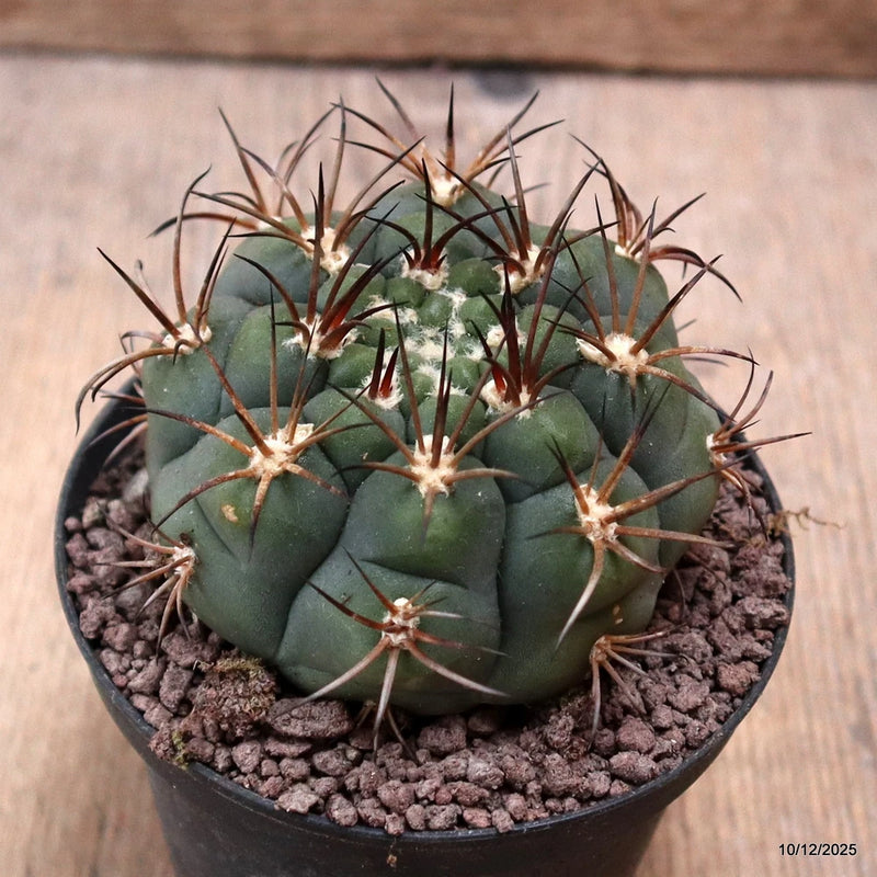 D7741 GYMNOCALYCIUM PFLANSII pot10-H6-W8 cm MaMa cactus Green Plant