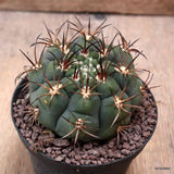 D7741 GYMNOCALYCIUM PFLANSII pot10-H6-W8 cm MaMa cactus Green Plant