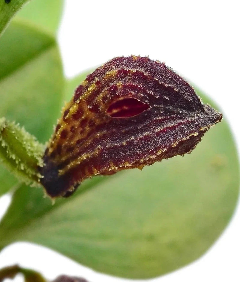 Zootrophion griffin Orchids