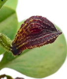 Zootrophion griffin Orchids