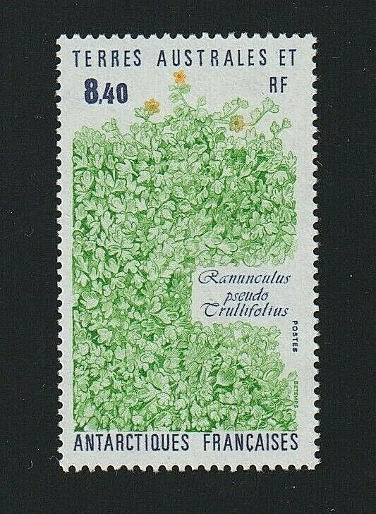 EDSROOM-7521 French Southern Antarctica 157 LH 1990 Complete Ranunculus Flower Ranunculus