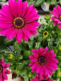 200+ Magenta Cape Daisy Seeds for Garden Planting - USA - FREE SHIPPING! Garden Plants