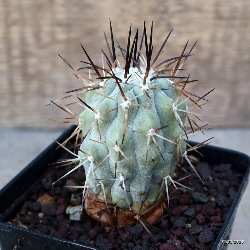 Cactus plant in pot, green ribbed body with long black spines