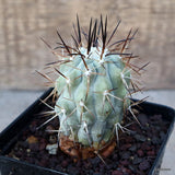 A5053 COPIAPOA CINEREA pot9-H8-W5 cm MaMa Cactus Green Plant