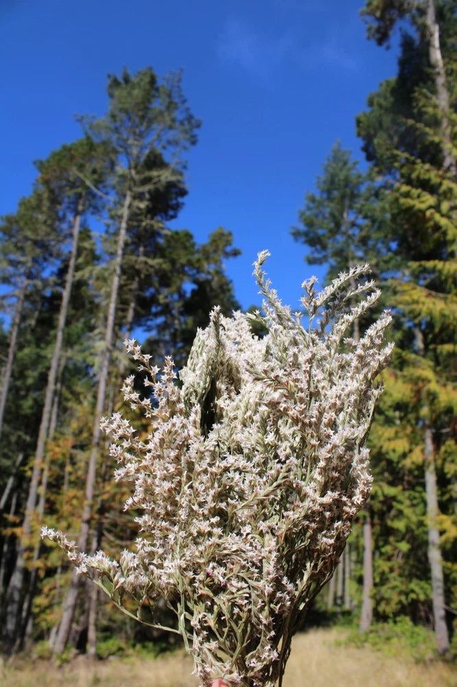 Dried statice flower bunch with slender white blooms on branching stems
