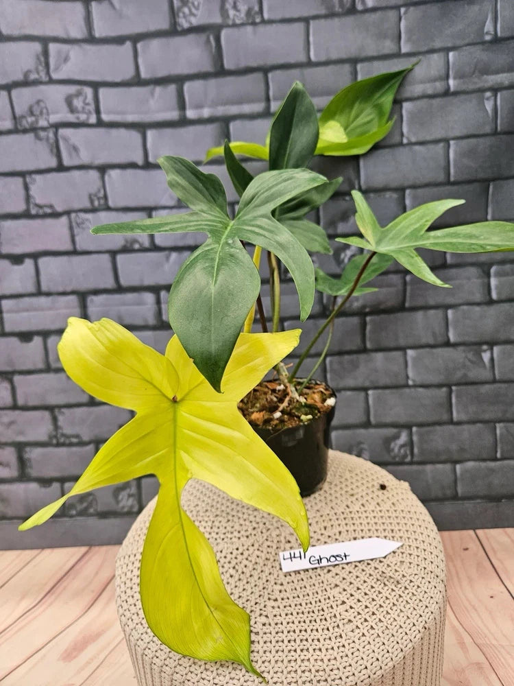 Decorative potted plant with green and yellow variegated leaves in a woven pot