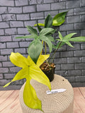 PHILODENDRON FLORIDA GHOST Orchids