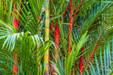 10 Red LIPSTICK PALM Sealing Wax Palm Cyrtostachys Renda Tree Houseplant Seeds Flowering Plants
