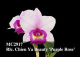 Rlc. Chien Ya Beauty 'Purple Rose' (Aloha Case x Tzeng-Wen Beauty) Orchids