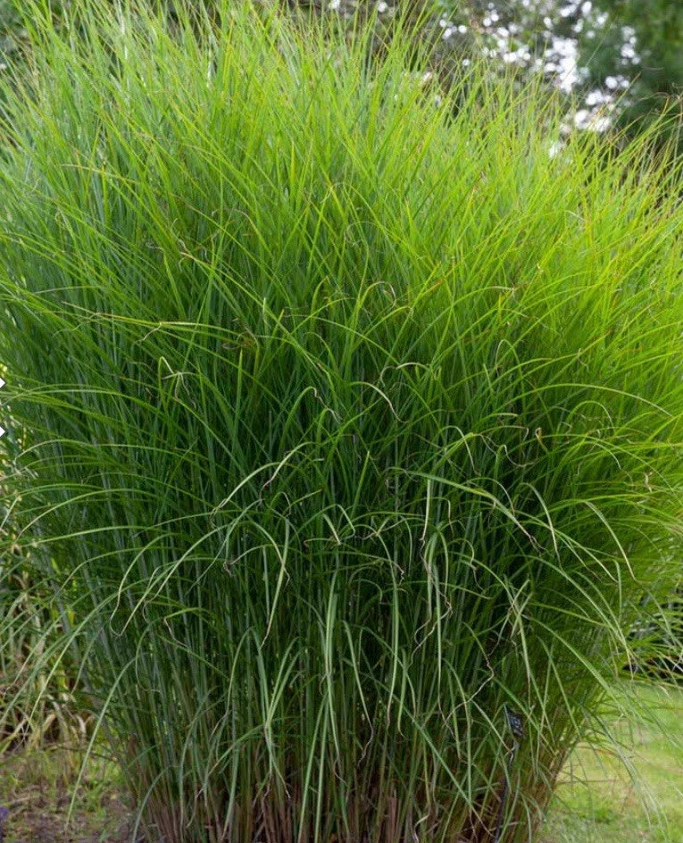 Buy One Get One FREE ! Ornamental Grass - 1 Gal - Miscanthus Gracillimus Garden Plants