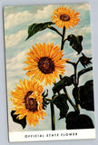 Official State Flower Of Kansas The Sunflower Vintage Postcard Sunflower