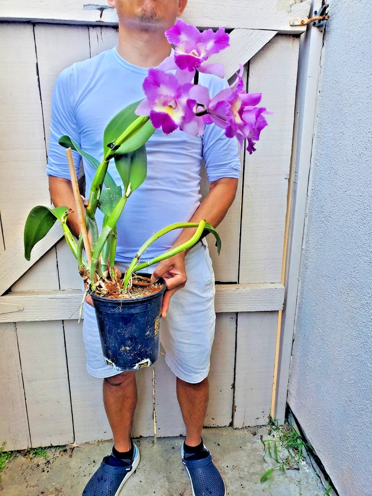 Potted Cattleya orchid with purple blooms and green leaves in blue pot