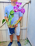 Cattleya Orchid -E Orchids