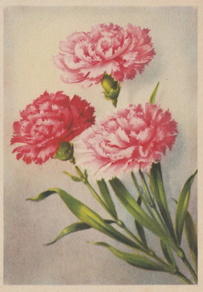 Used postcard with pink and red carnation flowers and green stems