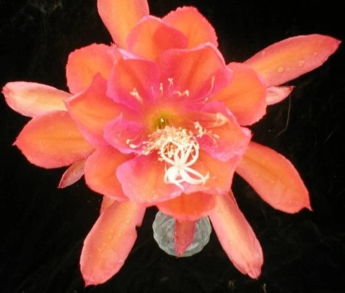Orange-pink orchid cactus flower with white stamens in full bloom