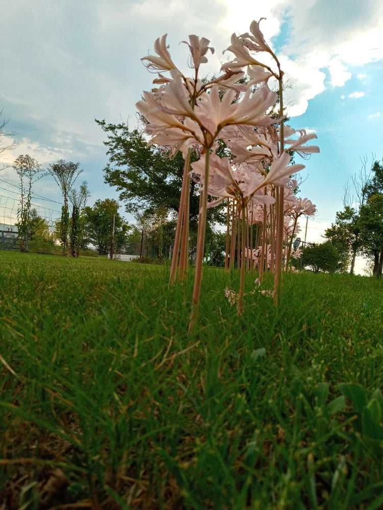 Naked Lady Surprise Lilies Pink 5pk Bulbs Resurrection Lily Lycoris Lily