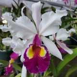 C. Edmond Demunter Semi-alba, Seedling , Rare Orchid, Real Houseplant Plant Orchids