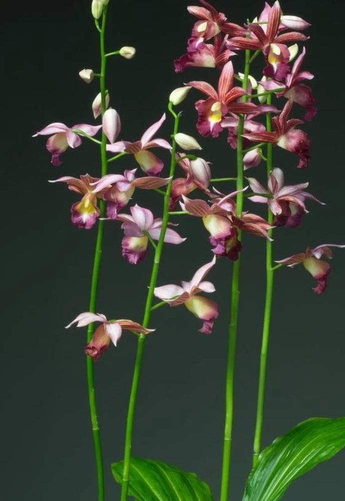 Gastrophaius Cooksonie(P.tankervilleae x G.humblotii) Interesting Cross Orchids