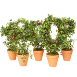 Set of 2 Artificial 17" Climbing Ivy and Grapevine Assorted Potted Plants Green Plant