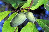 5 PAW PAW FRUIT TREE Indian Banana Asimina Triloba Flower Seeds *Flat S/H Flowering Plants