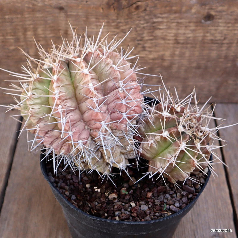 Green Gymnocalycium cactus in black pot with dense white spines