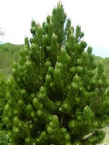 2 live Eastern White Pine Tree Seedlings Bare Root saplings Green Plant