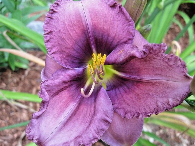 5 RHYTHUM AND HUES DAYLILY SEEDS -  Hemerocallis 'Rhythm and Hues')' Garden Plants