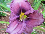 5 RHYTHUM AND HUES DAYLILY SEEDS -  Hemerocallis 'Rhythm and Hues')' Garden Plants