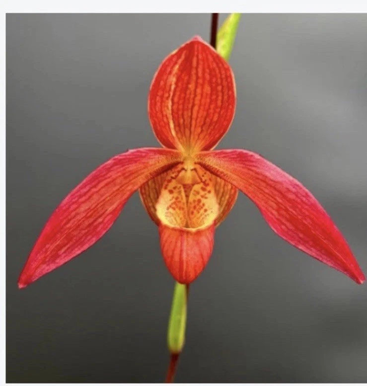 Red and orange speckled orchid flower with three petals and a pouch-shaped lip