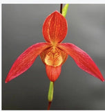 Phragmipedium Sergeant Eric Orchids