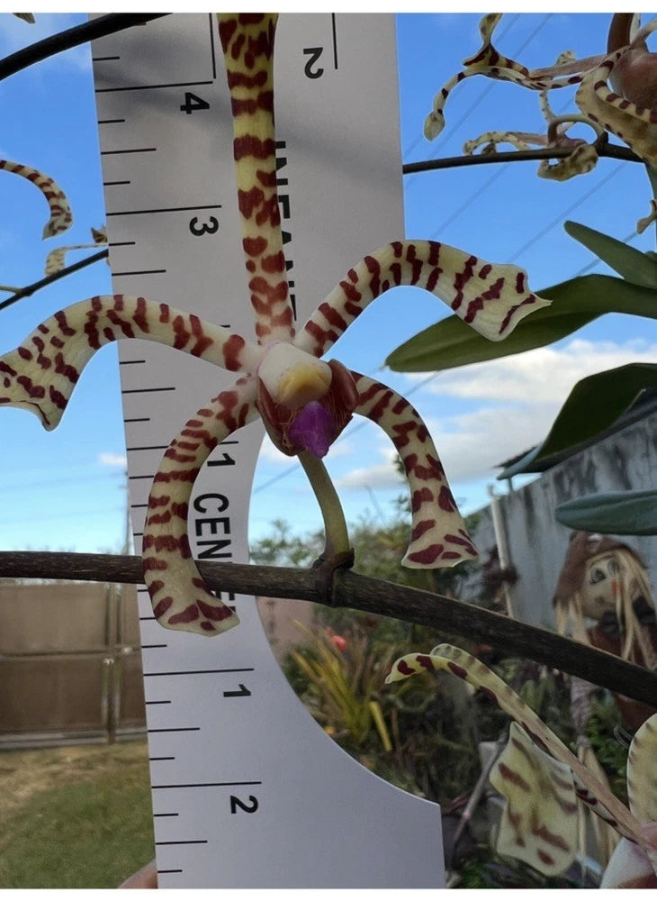 Spotted vanda orchid flower with purple center and curved, star-shaped petals
