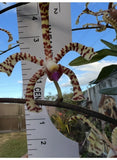Scorpion Vanda Orchid cut 12-15 height aprox  Arachnis Rare & Exotic orquidea Orchids