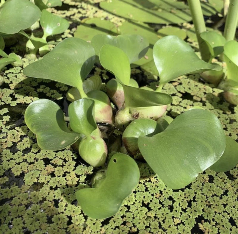Water Hyacinth Pack of 1 Premium Live Plants Fast Growing Healthy Pond Fresh USA Flowering Plants