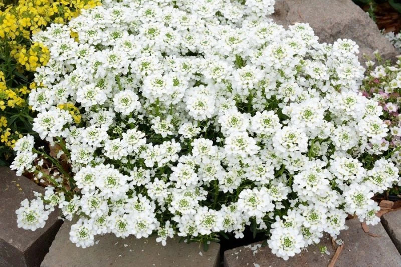 72 IBERIS SNOWSATION Live Plants Plugs Garden Home Patio AV Garden Plants