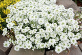 72 IBERIS SNOWSATION Live Plants Plugs Garden Home Patio AV Garden Plants