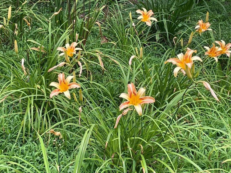 7 Light Orange Daylily Bulbs Plant Perennial Flowers  Day Lily Orchids