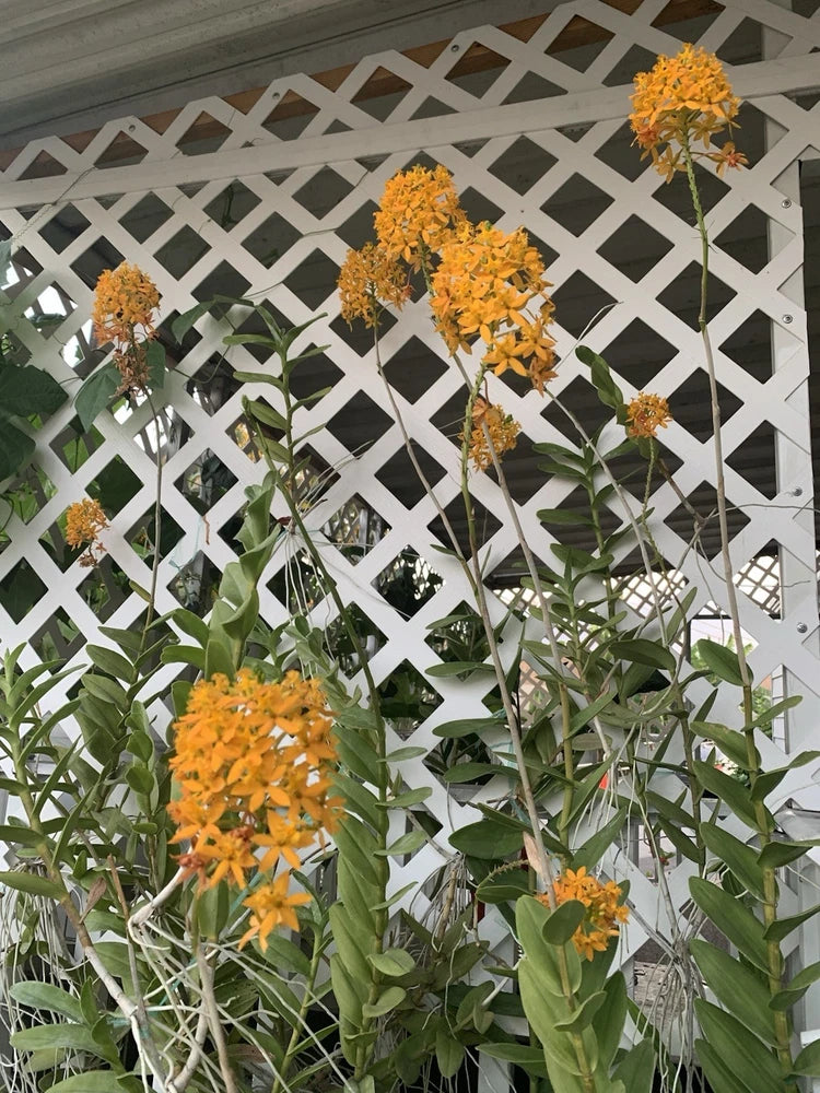 Rooted epiphyllum orchid plant with orange flower clusters and green leaves
