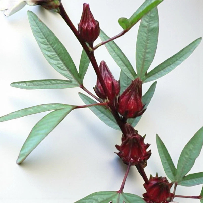 Roselle Hibiscus Seeds || 2 Grams 60 Plus Seeds for Planting Flowering Plants