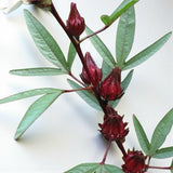 Roselle Hibiscus Seeds || 2 Grams 60 Plus Seeds for Planting Flowering Plants