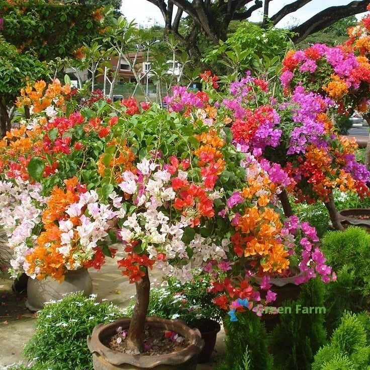 50 Seeds Bougainvillea Ornate Evergreen Plant Santa Rita Colourful Paper Flowers Flowering Plants