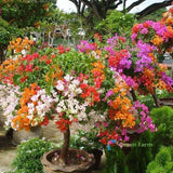 50 Seeds Bougainvillea Ornate Evergreen Plant Santa Rita Colourful Paper Flowers Flowering Plants