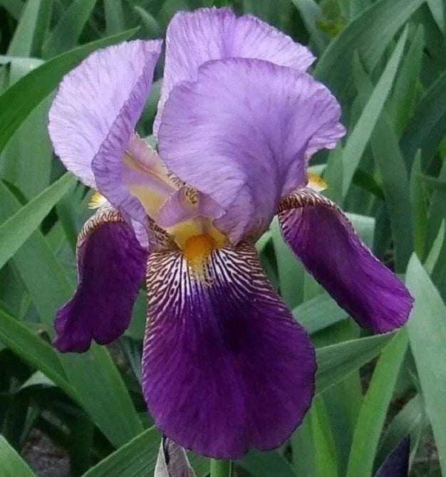 6 Purple Two Toned Bearded Iris Root Bulb Rhizomes Flowering Plants