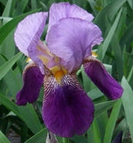 6 Purple Two Toned Bearded Iris Root Bulb Rhizomes Flowering Plants