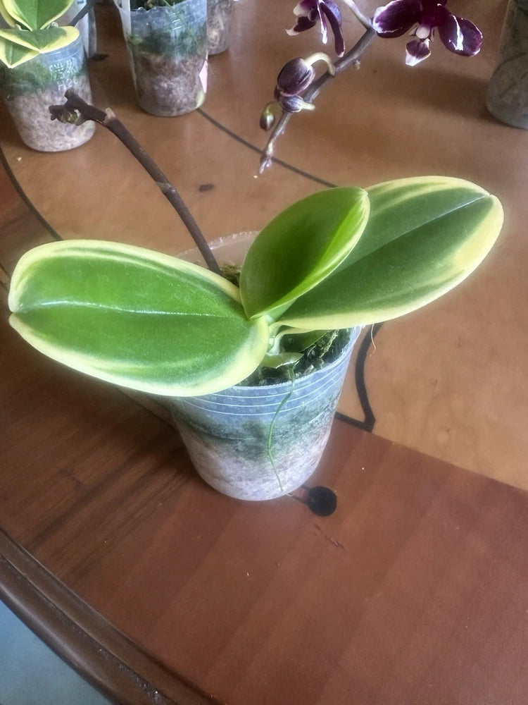 Variegated green orchid plant in a small pot, arching leaves