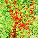 GOJI BERRY SEEDS SPRING PERENNIAL NON-GMO CHINESE WOLFBERRY HARDY FRUIT 25 SEEDS Flowering Plants
